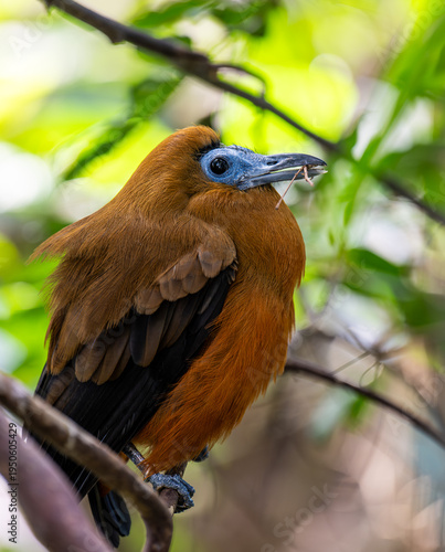 Фотография Photo of a bird seating on the branch in zoo zlin