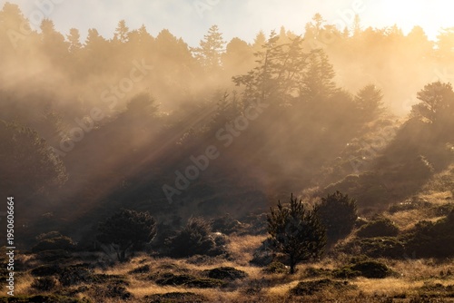 Bild auf Leinwand Golden fog over coastal forest Northern California