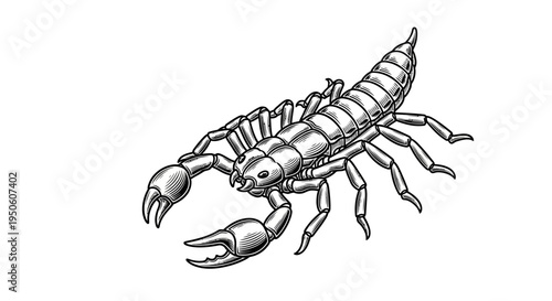Detailed black and white illustration of a predatory scorpion, a dangerous venomous arachnid with prominent pincers and stinger.
