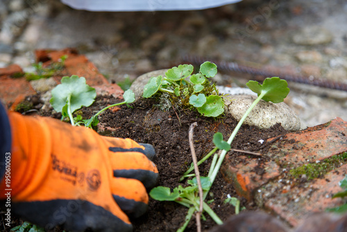 Photos A woman's hands collecting a plant, navelwort or Umbilicus rupestris, among the moss of a shady area where this succulent species lives