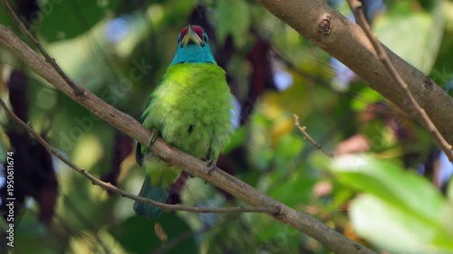 Blue-throated barbet (Psilopogon asiaticus) perched on a tree branch in a natural forest setting, captured in a candid moment before flying away.