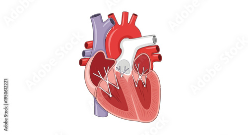 human heart anatomy model isolated
