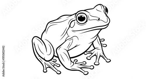amphibian frog illustration