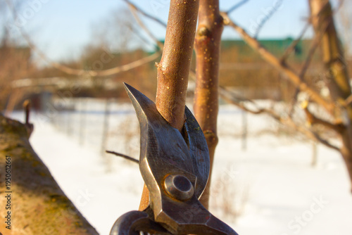 Обрезка плодовых деревьев.Pruning of fruit trees.