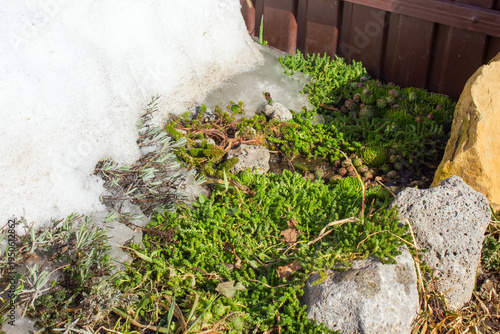 Частично оттаявшие суккуленты на клумбе.Partially thawed succulents in a flower bed.