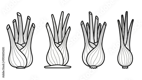 Stylized outline illustrations of fresh fennel bulbs, a versatile and aromatic vegetable widely used in healthy culinary dishes, presented in a clean, minimalist graphic style