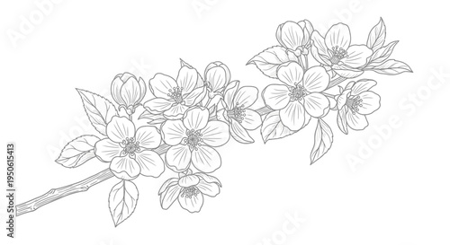 black and white line drawing of flowers on a branch