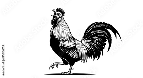 black rooster illustration