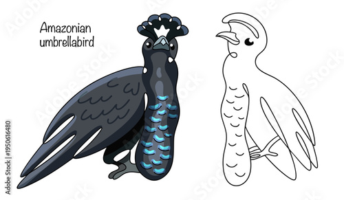 Amazonian umbrellabird