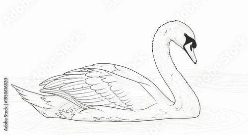 swan swimming on water