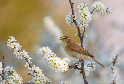 A small willow warbler sings while sitting on a branch of a flowering white b...