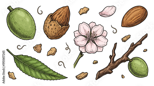 Hand Drawn Botanical Almond Vector Illustration Set Featuring Nut, Green Fruit, Blossom Flower, Leaf, and Branch Isolated on White Background for Packaging and Healthy Food Design