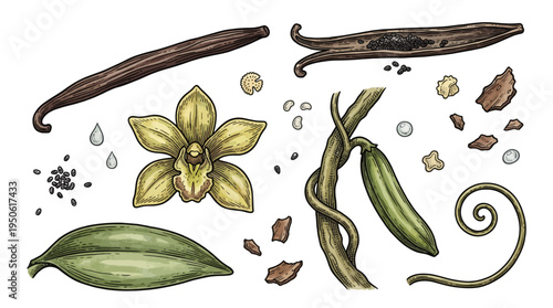 Vintage Hand-Drawn Vanilla Set with Orchid Flower, Pods, Seeds, and Leaves - Botanical Vector Illustration for Spice and Culinary Design