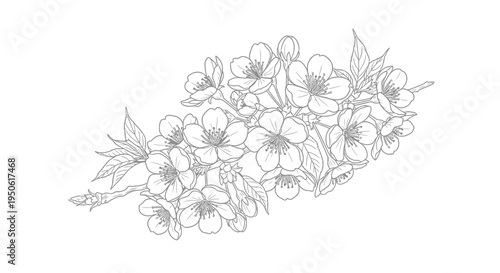 black and white blossom branch