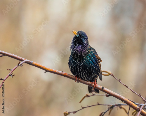 beautiful male bird of colorful starling sits on the branches of birch tree i...