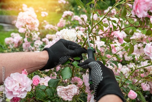 Light pink roses pruning in garden with secateurs, floral gardening work and plant care concept