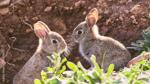 two little rabbits near their hole, close 435 
