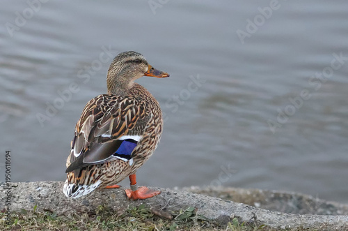 A female mallard duck