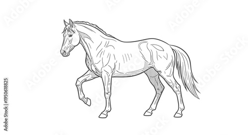 vector illustration of a horse