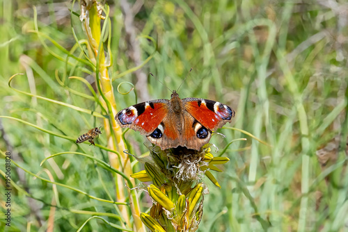 Canvas Print Nymphalidae / Tavus Kelebeği / Peacock Butterfly / Inachis io