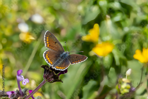 
Lycaenidae / Çokgözlü Esmer / Brown Argus / Polyommatus agestis