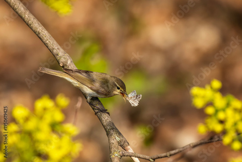 portrait of a warbler bird caught a white moth in its beak in a spring sunny ...