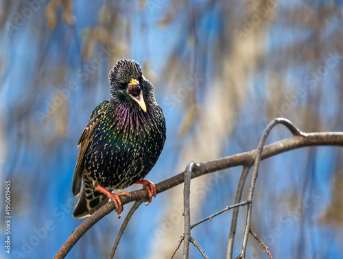 bright and beautiful male bird of colorful starling sits on branches in sprin...