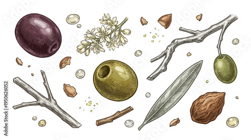 Hand-Drawn Botanical Olive Illustration Set with Black and Green Olives, Branches, Leaves, and Flowers in Vintage Engraving Style for Mediterranean Food Design