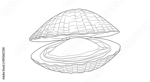 open clam shell illustration