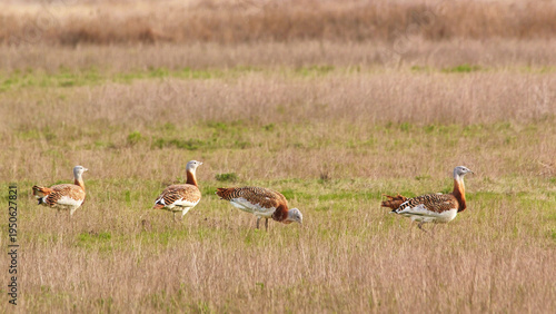 great bustards walking on grassland, searching for food 575