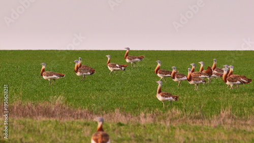 group of great bustard walking on grassland, searching for food 585