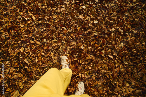 Walking through a carpet of golden leaves on a sunny autumn day in a peaceful forest
