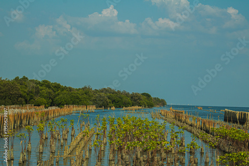 Mangrove forest and rows of wooden stakes in coastal water under blue sky with clouds, tropical shoreline landscape showing wetland ecosystem and environmental conservation.