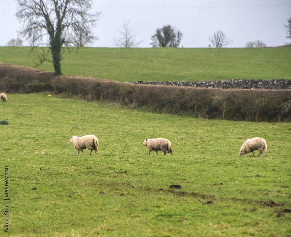 Fototapeta premium sheep on a farm in rural ireland
