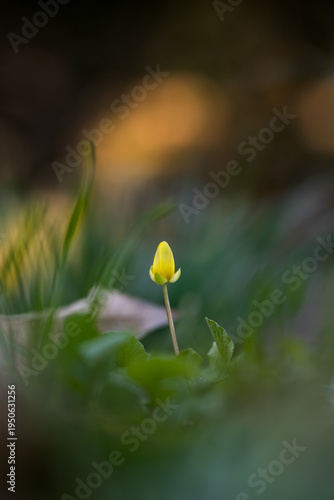 Small yellow flower early spring