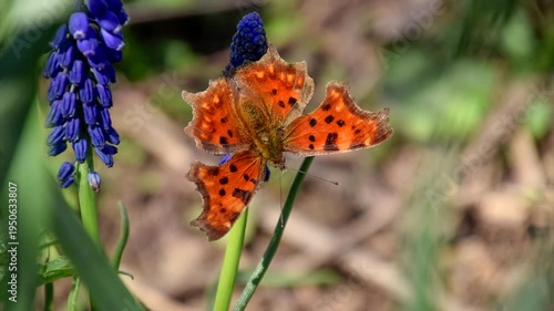 Polygonia c-album on a flower. Butterfly drinking the nectar of the flower.