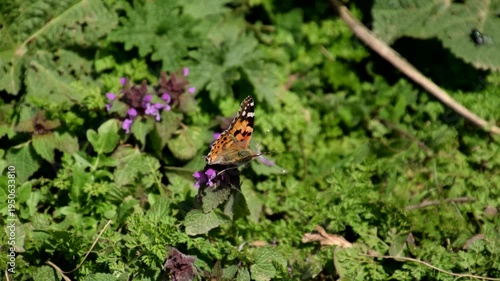 The Small tortoiseshell on the plant. Spring butterflies flying.