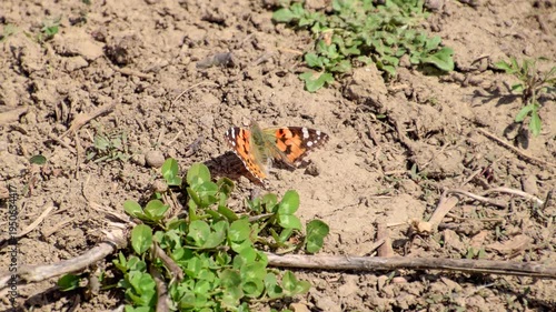 The Small tortoiseshell on the plant. Spring butterflies flying.