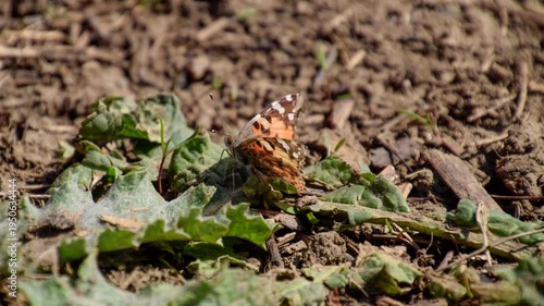The Small tortoiseshell on the plant. Spring butterflies flying.