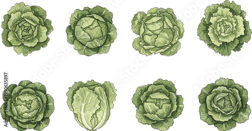 Top view cabbage and lettuce collection fresh green leafy vegetables vector illustration set for organic food design and agriculture themes
