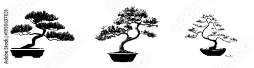 Ancient Bonsai Tree in a Teal Planter