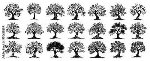 Trees Illustrations Set Deciduous Silhouette Vintage Engraved Vector