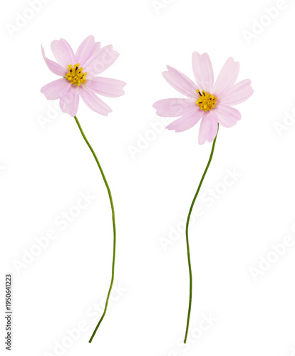 Set of two pink cosmos flow...