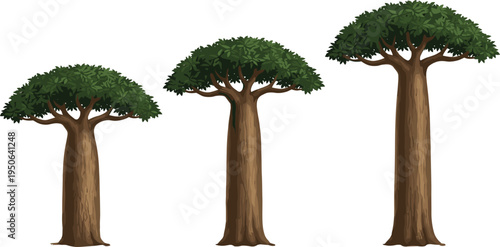 Baobab tree vector illustration set, African savanna tree collection, isolated tropical nature trees, botanical design elements for landscape illustration