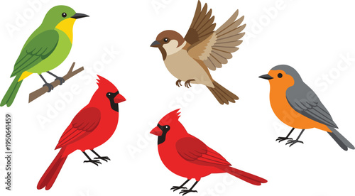 colorful cartoon bird collection, cardinal sparrow robin and tropical bird vector set, cute wildlife illustration, flat design bird clipart