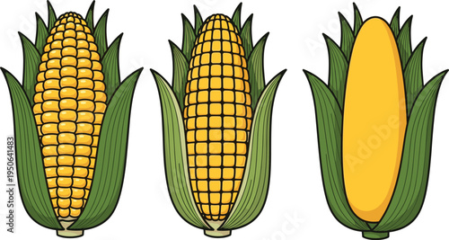 corn cob set, vector illustration, maize ears collection, isolated green husk, yellow kernels, agriculture organic farm harvest food icon design