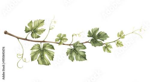 Watercolor grapevine leaves botanical branch illustration.
