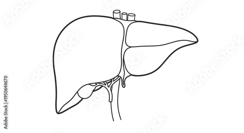 Liver anatomy illustration