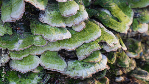 Closup detail shot of large cluster of lumpy bracket (Trametes gibbosa) shelf fungus growing on tree bark. Green and white polypore fungus