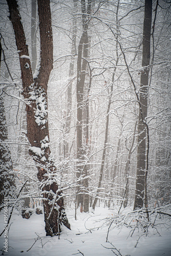 winter forest in the snow